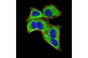 Immunofluorescence analysis of Hela cells using GLI1 mouse mAb (green). (GLI1 antibody  (AA 284-449))