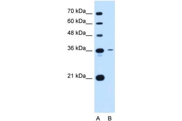 Tetraspanin 5 antibody  (Middle Region)