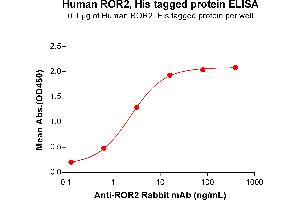 ELISA plate pre-coated by 1 μg/mL (100 μL/well) Human protein, His Tag (ABIN6964076, ABIN7042407 and ABIN7042408) can bind Anti- Rabbit mAb in a linear range of 0. (ROR2 Protein (AA 34-403) (His tag))
