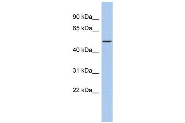 DALRD3 antibody  (Middle Region)