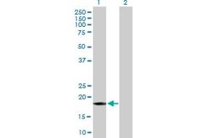 Western Blot analysis of GADD45A expression in transfected 293T cell line by GADD45A MaxPab polyclonal antibody. (GADD45A antibody  (AA 1-165))