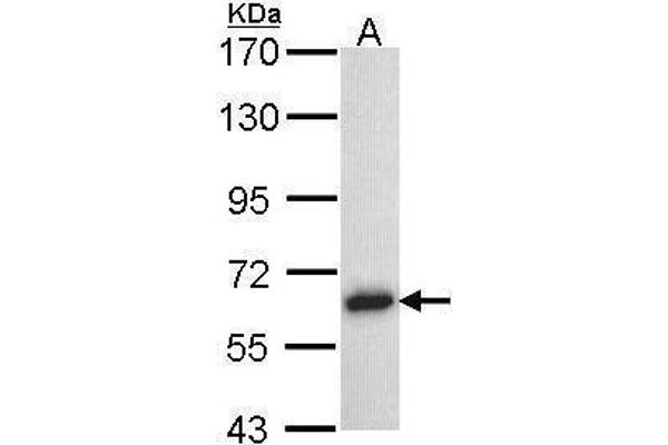 TRAF5 antibody  (N-Term)