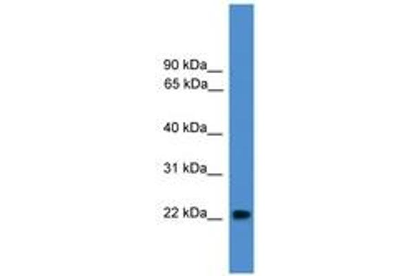 NUDT16L1 antibody  (AA 78-127)