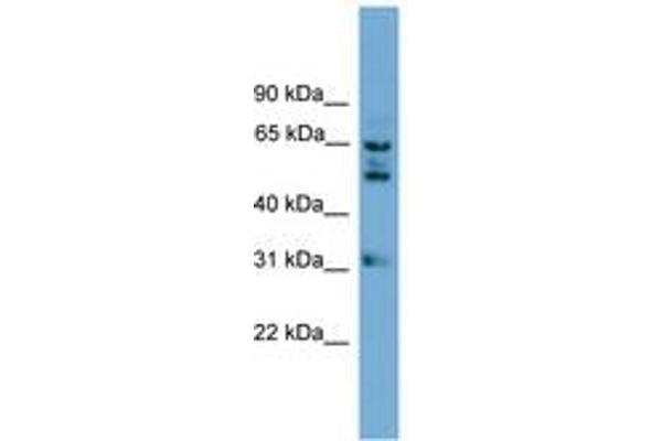 WDR16 antibody  (AA 431-480)