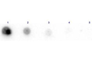 Dot Blot results of Rabbit Anti-Penicillinase Antibody Biotin Conjugated. (Penicillinase antibody  (Biotin))