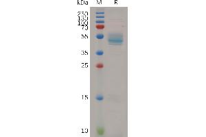 HBEGF Protein (AA 20-160) (Fc Tag)