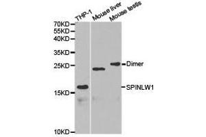 Western Blotting (WB) image for anti-Eppin (SPINLW1) antibody (ABIN1874924) (Eppin antibody)