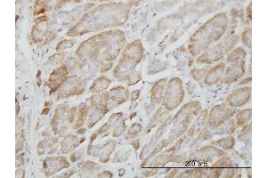 Immunoperoxidase of monoclonal antibody to RAPGEF6 on formalin-fixed paraffin-embedded human pancreas. (RAPGEF6 antibody  (AA 1012-1110))