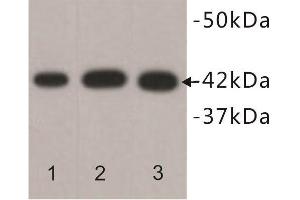 Western Blotting (WB) image for anti-Actin, beta (ACTB) antibody (ABIN1854834) (beta Actin antibody)