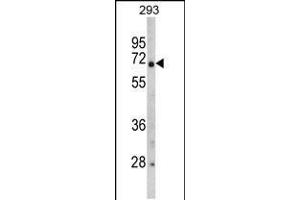 Western blot analysis of GNPAT Antibody in 293 cell line lysates (35ug/lane) (GNPAT antibody  (C-Term))