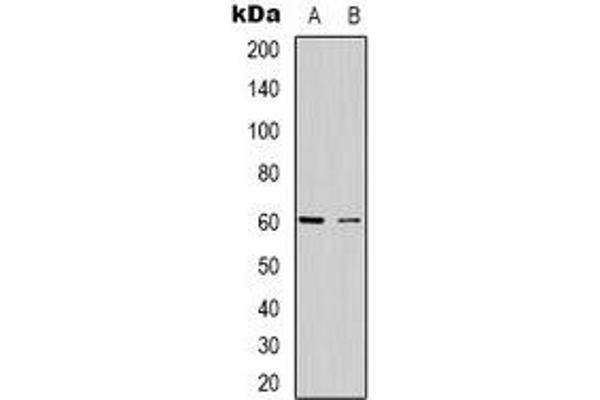 CABLES2 antibody