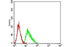 Flow cytometric analysis of Ramos cells using CD209 mouse mAb (green) and negative control (red). (DC-SIGN/CD209 antibody  (AA 270-404))