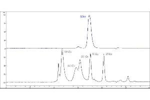 High Pressure Liquid Chromatography (HPLC) image for Tumor Necrosis Factor Receptor Superfamily, Member 17 (TNFRSF17) (AA 1-54) (Active) protein (Fc Tag) (ABIN2180644)