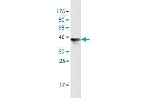 Western Blot detection against Immunogen (45. (UBE2M antibody  (AA 1-183))