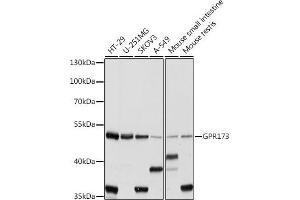 Western blot analysis of extracts of various cell lines, using GPR173 antibody (ABIN7267300) at 1:1000 dilution. (GPR173 antibody  (AA 160-230))