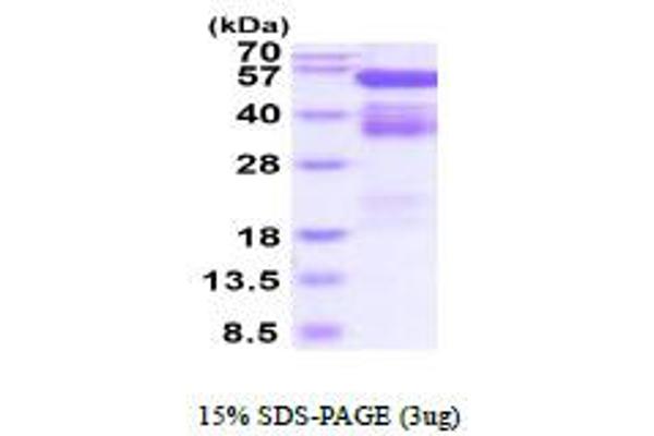 EPH Receptor B4 Protein (EPHB4) (AA 16-539) (His tag)