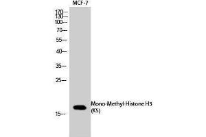 Western Blotting (WB) image for anti-Histone 3 (H3) (meLys5) antibody (ABIN3181855) (Histone 3 antibody  (meLys5))