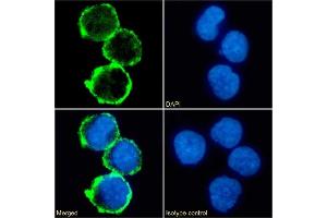 Immunofluorescence staining of fixed K562 cells with anti-CD31 antibody BAG-85D10. (Recombinant CD31 antibody)