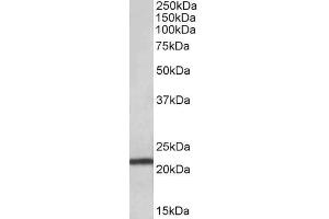 ABIN5937396 (0. (TMEM205 antibody  (AA 137-146))