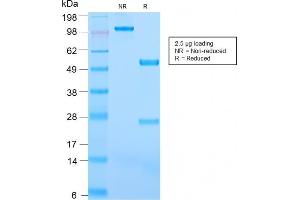 SDS-PAGE (SDS) image for anti-Platelet/endothelial Cell Adhesion Molecule (PECAM1) antibody (ABIN6940291)