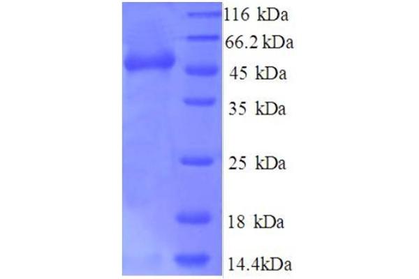 SYNCRIP Protein (AA 2-191, partial) (GST tag)