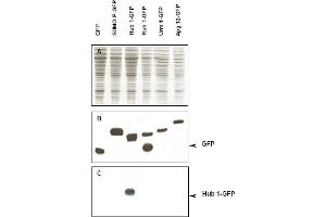 Immunoblot of Hub1 fusion protein. (Hub1 antibody)