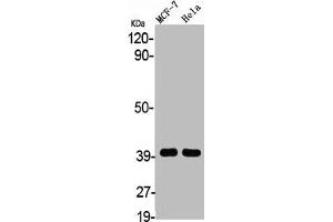 Western Blot analysis of MCF7 HELA cells using 3β-HSD7 Polyclonal Antibody (HSD3B7 antibody  (Internal Region))