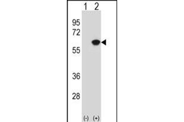 NAP1L1 antibody  (N-Term)