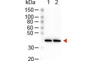 Image no. 1 for Goat anti-Rabbit IgG (Whole Molecule) antibody (HRP) (ABIN300841) (Goat anti-Rabbit IgG (Whole Molecule) Antibody (HRP))