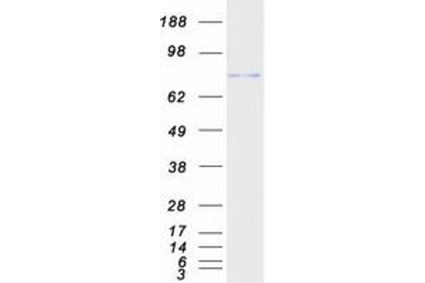 DTX3L Protein (Myc-DYKDDDDK Tag)