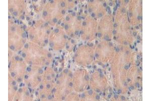 IHC-P analysis of Mouse Kidney Tissue, with DAB staining. (LAMa4 antibody  (AA 457-630))