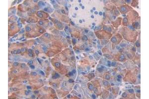 IHC-P analysis of Mouse Pancreas Tissue, with DAB staining. (Thrombospondin 2 antibody  (AA 968-1170))