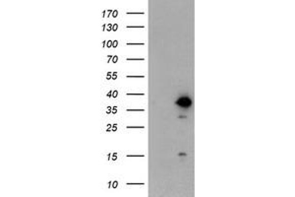 DPPA4 antibody  (AA 9-254)