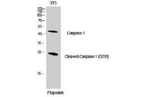 Western Blotting (WB) image for anti-Caspase 1 (CASP1) (Asp210), (cleaved) antibody (ABIN3181758) (Caspase 1 antibody  (Asp210, cleaved))
