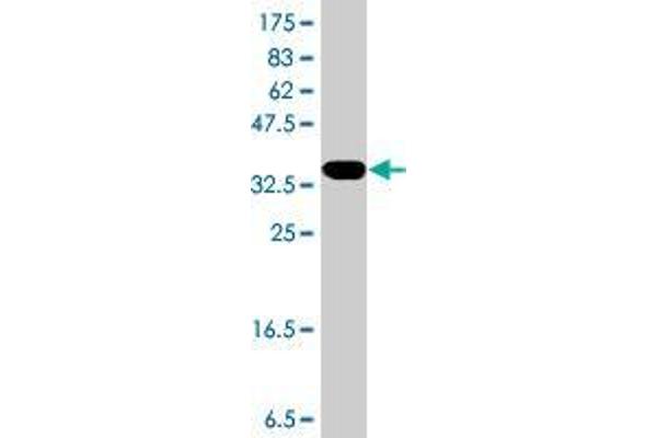 TP53AIP1 antibody  (AA 1-108)