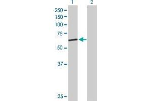 Lane 1: GMCL1L transfected lysate ( 60. (GMCL1L 293T Cell Transient Overexpression Lysate(Denatured))