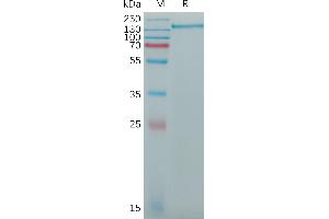 Human CD163 Protein, His Tag on SDS-PAGE under reducing condition. (CD163 Protein (CD163) (AA 44-1048) (His tag))