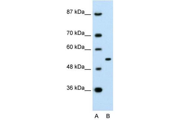 APBA1 antibody  (N-Term)