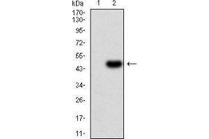Western blot analysis using IL1RAPL1 mAb against HEK293 (1) and IL1RAPL1 (AA: 541-694)-hIgGFc transfected HEK293 (2) cell lysate. (IL1RAPL1 antibody  (AA 541-694))