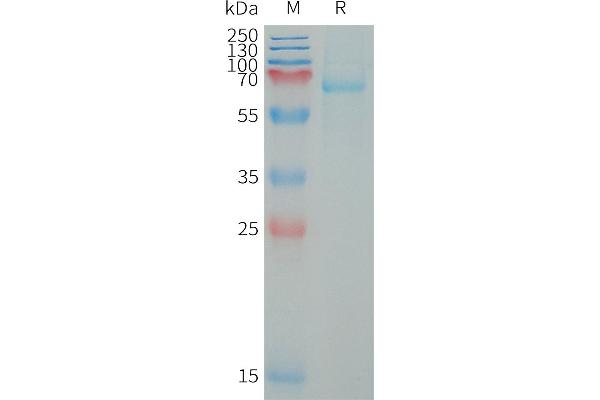 LILRB5 Protein (AA 24-458) (His tag)