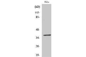 Western Blotting (WB) image for anti-DnaJ (Hsp40) Homolog, Subfamily B, Member 11 (DNAJB11) (Internal Region) antibody (ABIN3175007) (DNAJB11 antibody  (Internal Region))