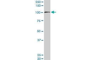 EXOC4 monoclonal antibody (M06), clone 4F1. (Sec8 antibody  (AA 1-109))