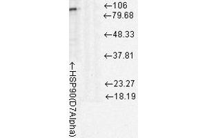 Western Blotting (WB) image for anti-Heat Shock Protein 90kDa alpha (Cytosolic), Class A Member 1 (HSP90AA1) antibody (ABIN6655033)