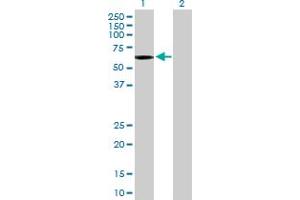 Western Blot analysis of OCLN expression in transfected 293T cell line by OCLN MaxPab polyclonal antibody. (Occludin antibody  (AA 1-522))