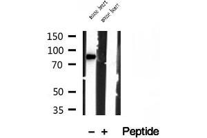 Western blot analysis of extracts of mouse heart tissue, using YME1L1 antibody. (YME1L1 antibody  (C-Term))
