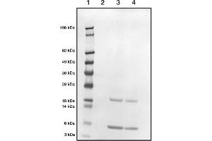 Western blot demonstrating our polyclonal detecting native bovine S100 (P02638, P02639) at 1in2000 dilution (1 = Marker, 2 =Blank, 3 =S100 (3μ), 4=S100 (3μ)) (S100A1 antibody)