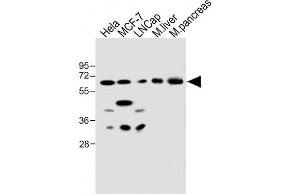 CBS antibody  (AA 301-330)