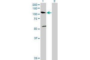 Western Blot analysis of NEDD9 expression in transfected 293T cell line by NEDD9 MaxPab polyclonal antibody. (NEDD9 antibody  (AA 1-834))