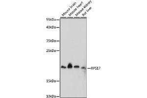 Western blot analysis of extracts of various cell lines, using RPS17 antibody (ABIN7270015) at 1:1000 dilution. (RPS17 antibody  (AA 1-100))