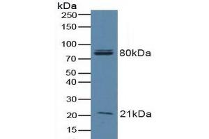 Western blot analysis of Human A549 Cells. (BAD antibody  (AA 1-168))